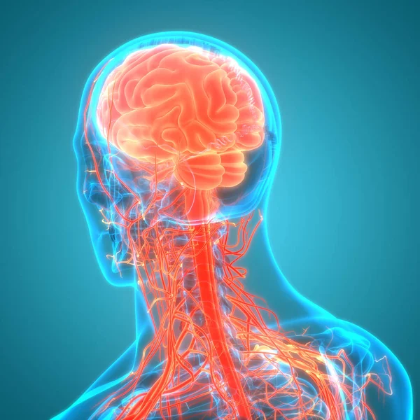Nsan Beyni Anatomisi — Stok fotoğraf