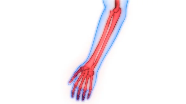 Menselijk Skelet Systeem Hand Botgewrichten Anatomie — Stockfoto