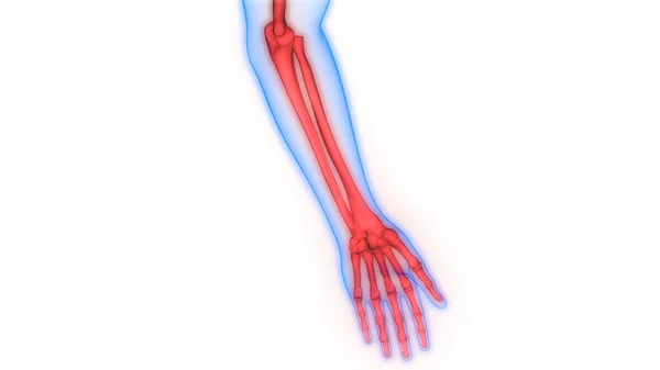 人体骨骼系统手部骨关节解剖 — 图库照片