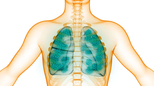 Menselijke Ademhalingsstelsel Longen Met Alveoli Anatomie — Stockfoto