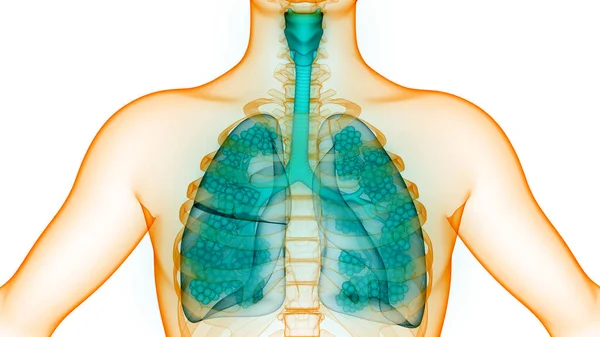 人間の呼吸器系は 肺胞解剖学と肺 — ストック写真