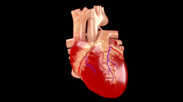 人类循环系统心脏解剖 — 图库照片