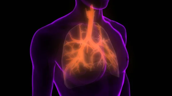 Órganos Del Cuerpo Humano Pulmones — Foto de Stock