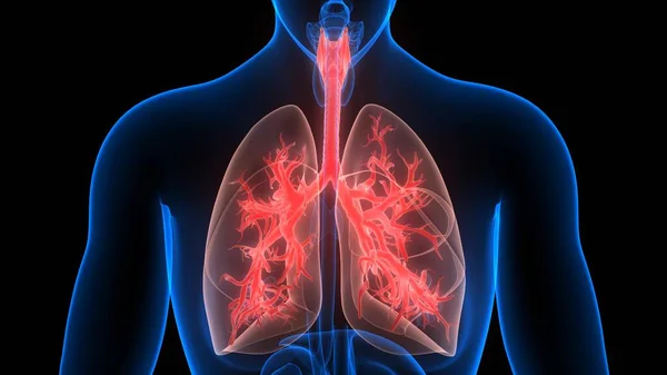 Organe Des Menschlichen Körpers Lungen — Stockfoto