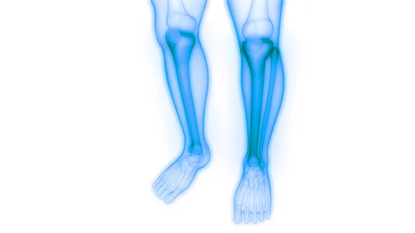 Knochenschmerzen Des Menschlichen Körpers Tibia Und Fibula Gelenke — Stockfoto