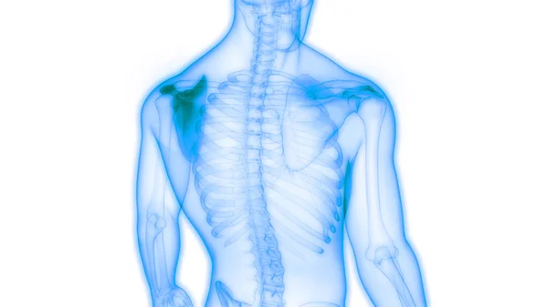 Sistema Esqueleto Humano Espátula Osso Articula Anatomia — Fotografia de Stock
