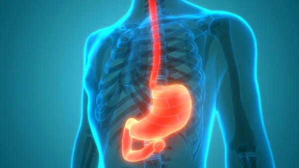 ヒト消化器系 胃解剖学 — ストック写真