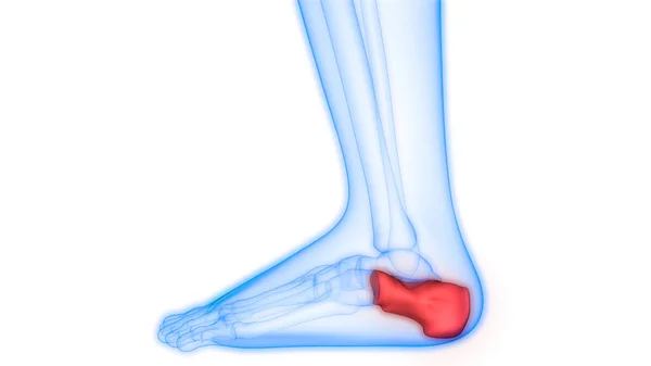 Ludzkie Bóle Stawów Kostnych Anatomia Stawy Stóp — Zdjęcie stockowe