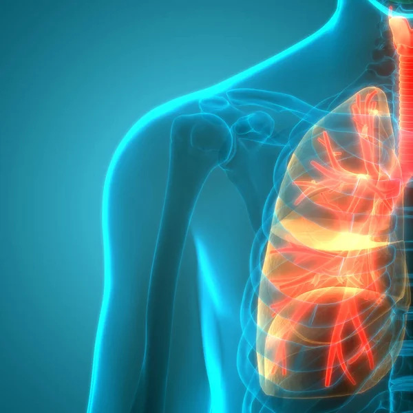 İnsan Vücut Organları (Ciğerleri) 3D