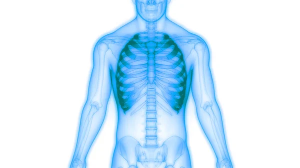 人間の骨格の肋骨と脊椎の列解剖学 — ストック写真