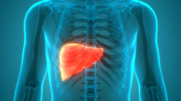 Anatomia Fígado Dos Órgãos Corpo Humano — Fotografia de Stock