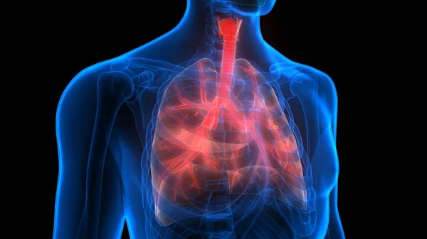 Órganos Del Cuerpo Humano Pulmones —  Fotos de Stock