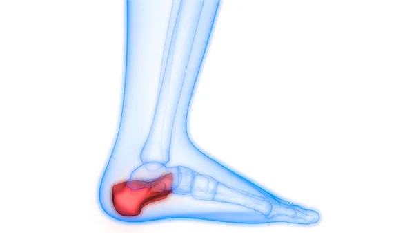 Ludzkie Bóle Stawów Kostnych Anatomia Stawy Stóp — Zdjęcie stockowe