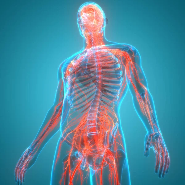 İnsan Sinir Sistemi Anatomisi. Üç Boyut