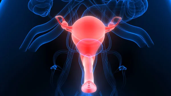 Anatomía Del Sistema Reproductivo Femenino — Foto de Stock