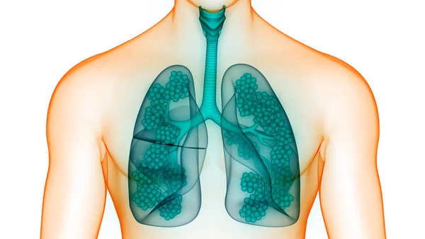 Emberi Légzőszervi Tüdő Alveoli Anatómiával — Stock Fotó
