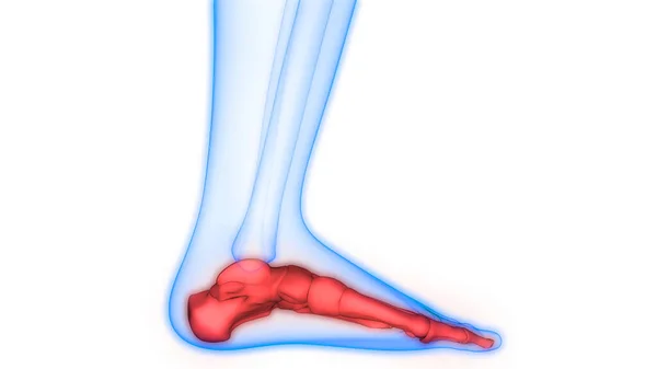 Emberi Test Csont Ízületi Fájdalom Anatómia Foot Bones — Stock Fotó