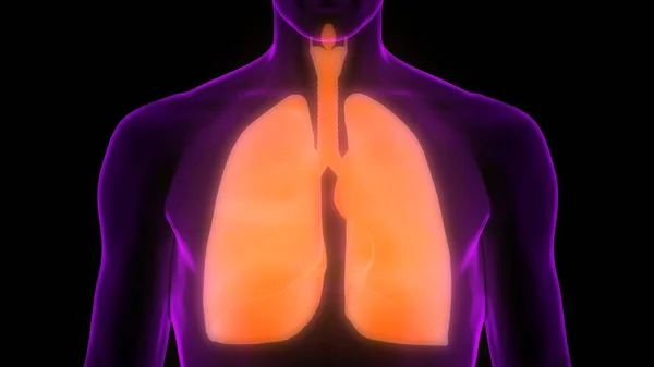 Órganos Del Cuerpo Humano Pulmones — Foto de Stock