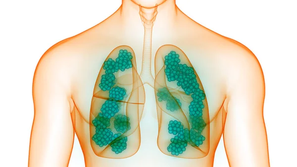 Human Respiratory System Lungs Alveoli Anatomy — стокове фото