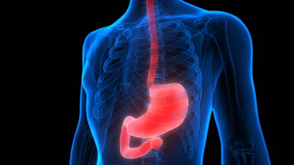Human Digestive System Stomach Anatomy — Stock Photo, Image