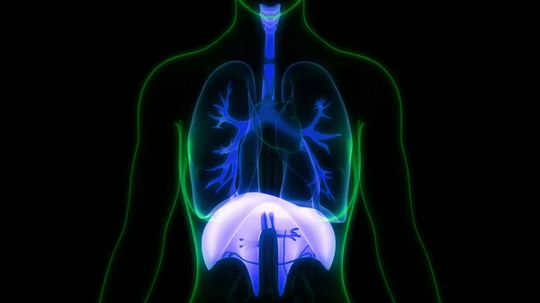 Органы Человеческого Тела Анатомия Диафрагмы — стоковое фото