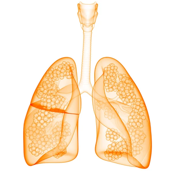 Ανθρώπινο Αναπνευστικό Σύστημα Πνεύμονες Ανατομία Alveoli — Φωτογραφία Αρχείου