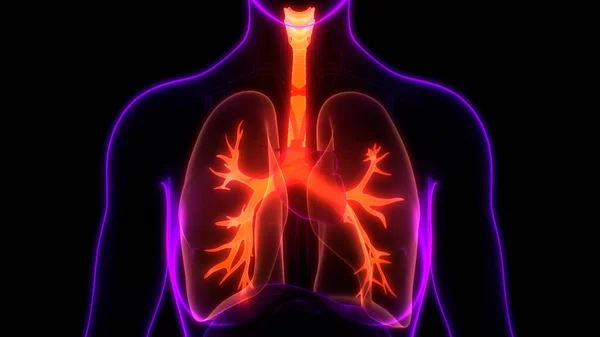Nsan Vücut Organları Ciğerleri — Stok fotoğraf