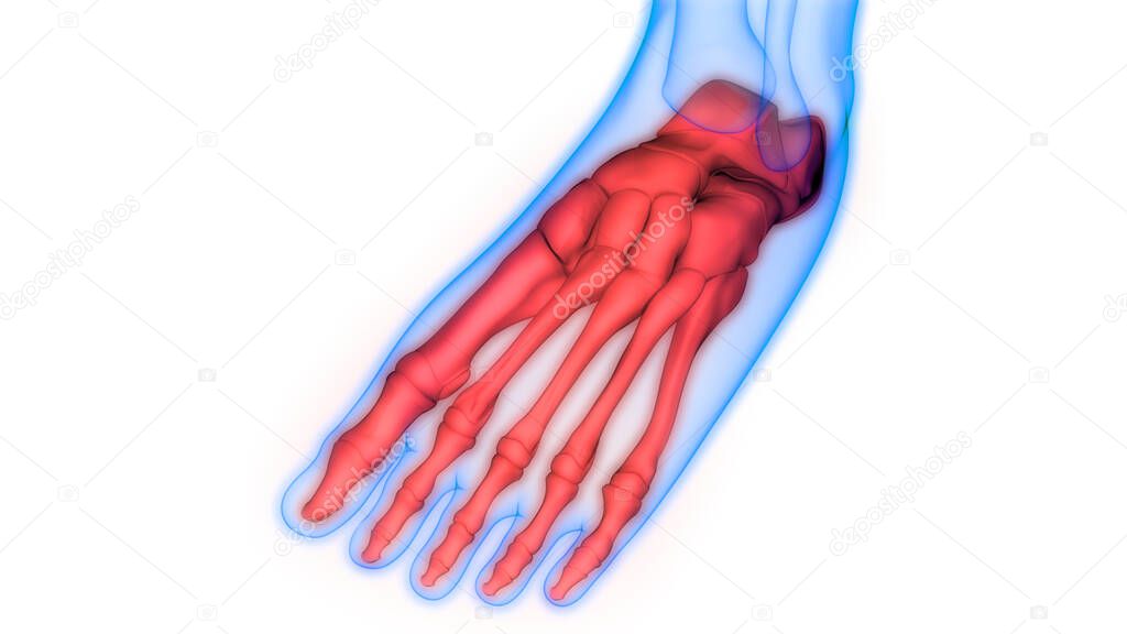 Human Skeleton System Foot Bone Joints Anatomy. 3D