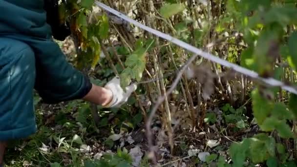 Gärtner entfernt Ast der Schere — Stockvideo