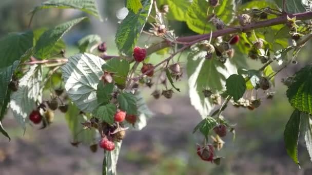 Malinové jahody větev — Stock video