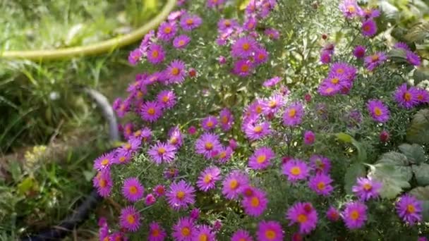 Hermosas flores púrpuras brillantes — Vídeos de Stock