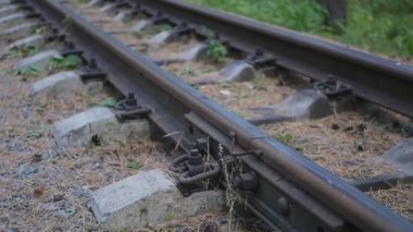 Raylar ve ormandaki uyuyanlar