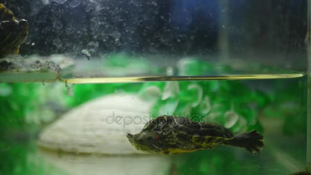 Черепаха в аквариуме — стоковое видео