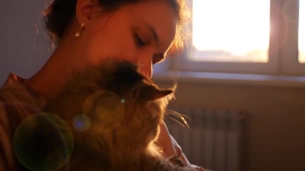 Dopey cat auf den Händen des Mädchens auf einem Sonnenuntergang Hintergrund — Stockvideo
