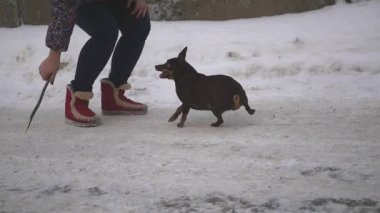 Kışın bir yürüyüş Caddesi ve atmak sopa küçük bir köpek, ağır çekim