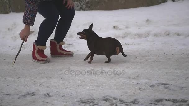Απόσταση με τα πόδια το χειμώνα στο δρόμο και ρίξει το ραβδί ένα μικρό σκυλί, αργή κίνηση — Αρχείο Βίντεο