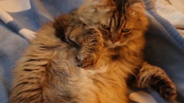 Mullido gato tabby acostado sobre su espalda en la cama y mirando a la cámara, 4k — Vídeos de Stock