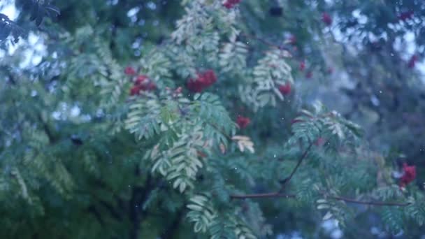딸기와 녹색 눈, 슬로우 모션에는 마가 목의 나뭇잎 — 비디오