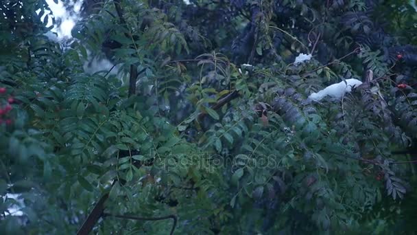 On the green leaves of rowan berries snow falls, slow motion — Stock Video