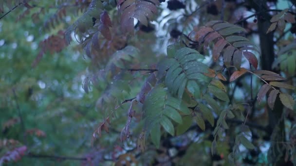 Regen und Schnee fällt auf die Eberesche in den Herbstblättern, Zeitlupe — Stockvideo