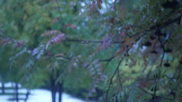 Осінній парк з зеленими і червоними гілками лебедя, повільний рух — стокове відео