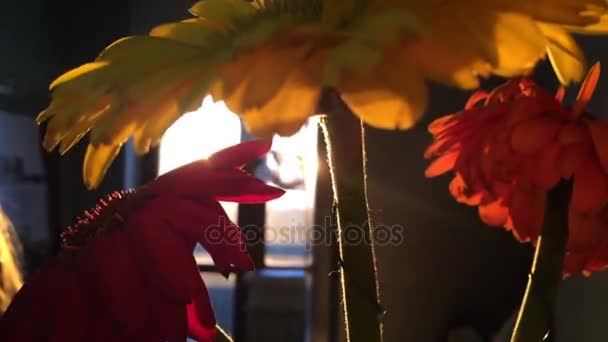 Bezaubernde leuchtend gelbe, orangefarbene, rote Blüten stehen in einer Vase am Fenster und fangen sich an den ausgehenden Sonnenstrahlen mit wunderschönem, langen Schein, 1920x1080 — Stockvideo