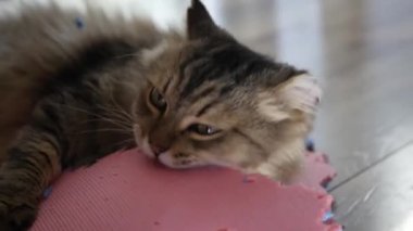 Büyük bir zevk ile ev kabarık kedi yumuşak bir mat kemiren, adet, 4 k dışarı tükürüyor