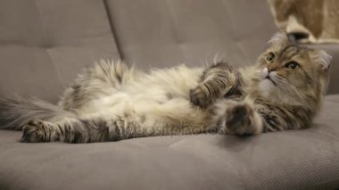 Güzel kabarık tüylü kedi kanepede, yalan yıkanmış, 4 k onun pençeleri yalıyor