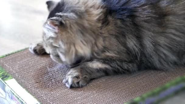 猫在框中，闻到了的薄荷揉鼻子的纸板、 流口水。4 k — 图库视频影像