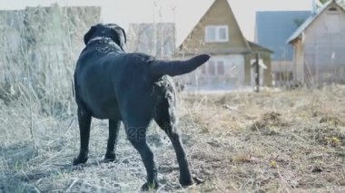 Bir tür Siyah labrador bölge korur, kabuk ve sarı çim ve küçük evlerin arka planı kuyruğunu wags. 4k, 3840 x 2160. HD