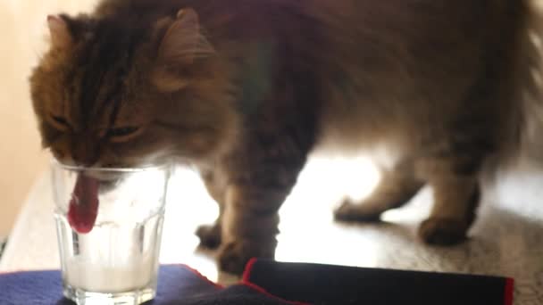 Μια χνουδωτή γάτα στέκεται σε ένα τραπέζι και γλείφει ένα ποτήρι γάλα. 4k, 3840 x 2160 — Αρχείο Βίντεο