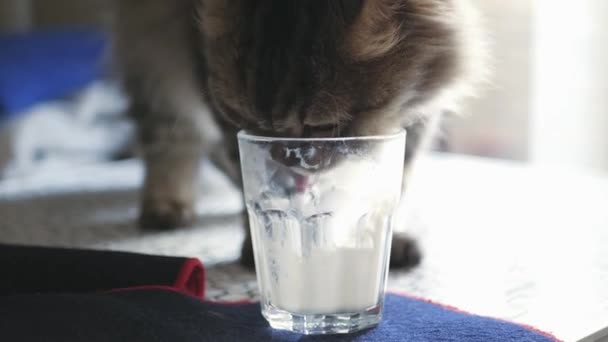 Un hermoso gato mullido lame un vaso con una larga lengua debajo de la leche. 4k, 3840x2160. HD — Vídeo de stock