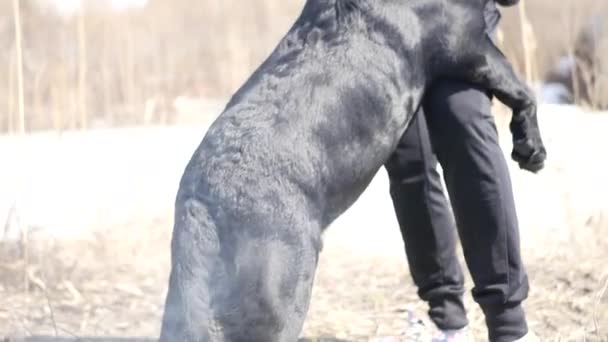 Wierny pies, skoki na wzorcu, kiwanie jego ogon ze szczęścia. 4k, 3840 x 2160 — Wideo stockowe