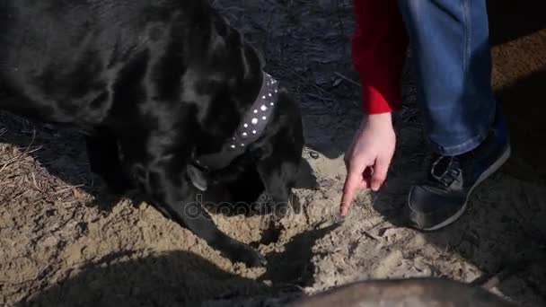 Der fröhliche schwarze Labrador gräbt mit der Pfote eine Grube, der Mann zeigt mit dem Finger, wo genau. 4k, 3840x2160 — Stockvideo